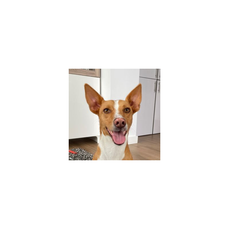 Cão feroz
